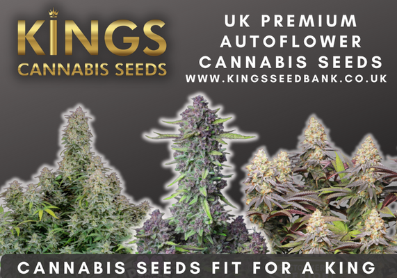 Buy Autoflowering Cannabis Seeds - Kings Seedbank