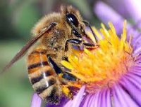 Honey Bee & Bat Removals / Translocations