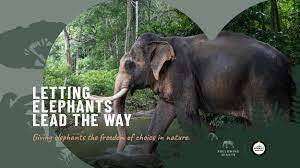 The best elephant Sanctuary Krabi