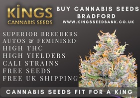 Buy Cannabis Seeds Halifax - Kings Seedbank