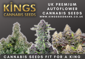 Buy Autoflowering Cannabis Seeds - Kings Seedbank