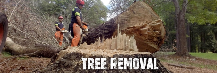 Why Does Tree Removal Important And How Will It Take Place?