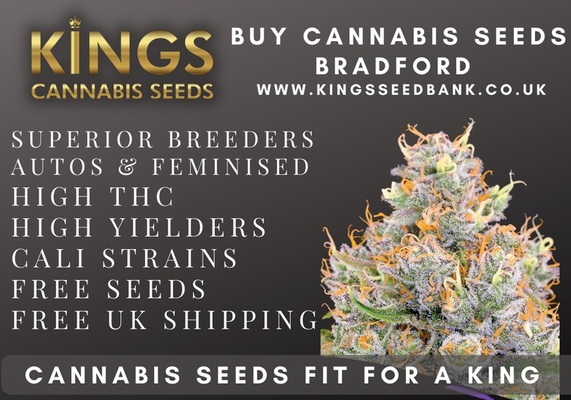 Buy Cannabis Seeds Halifax - Kings Seedbank